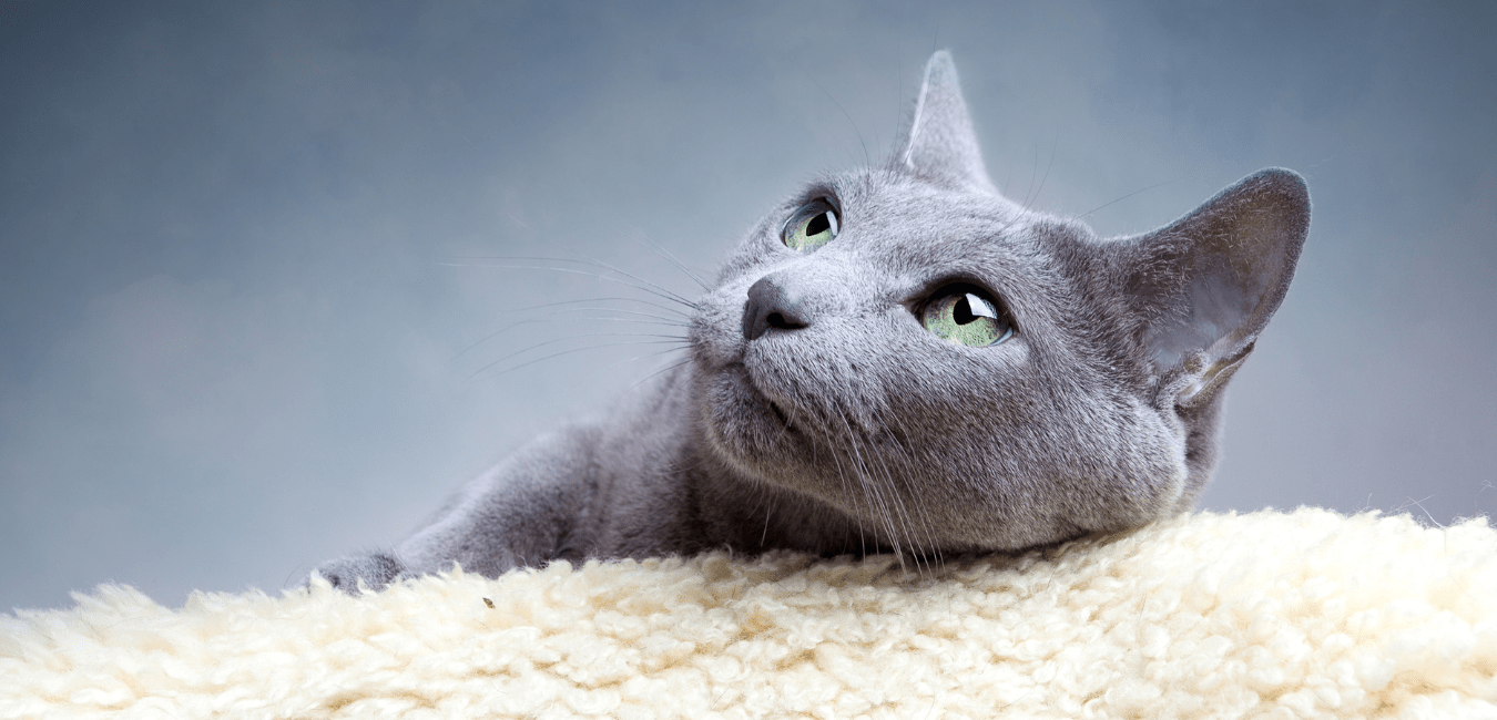 Cat Health Resources Lafayette, LA 70506 Cat Clinic of Lafayette