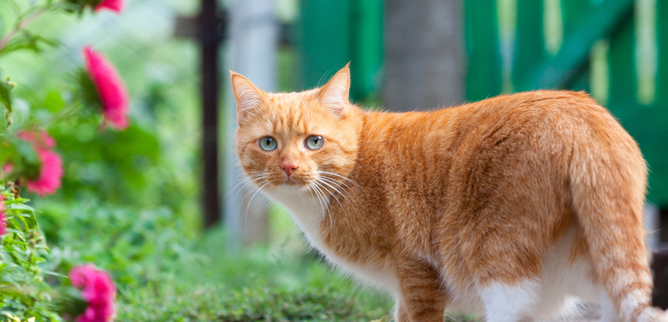 CareCredit and Scratchpay Financing Lafayette Cat Clinic of Lafayette