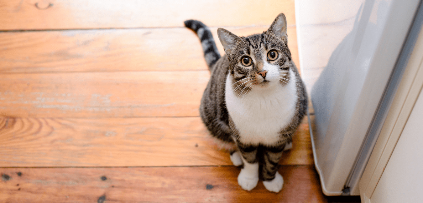 Pet Loss Support Lafayette, LA 70506 Cat Clinic of Lafayette