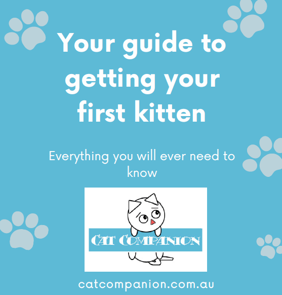 Your guide to getting your first kitten Cat Companion