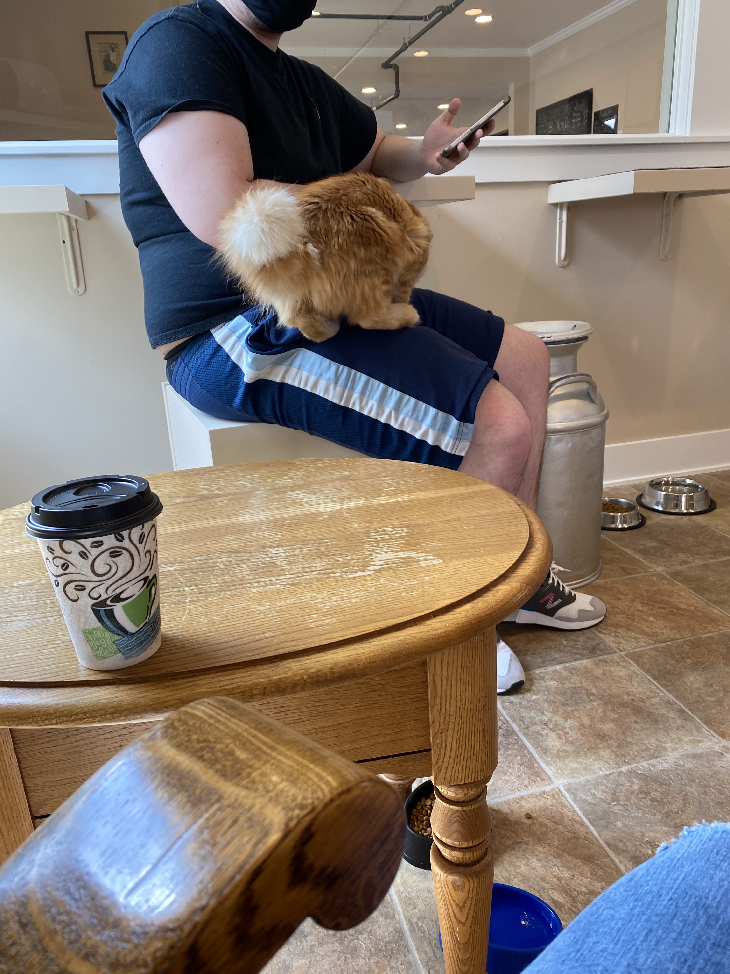 Coffee Cats Cafe, Des Moines, IA Cat Corner