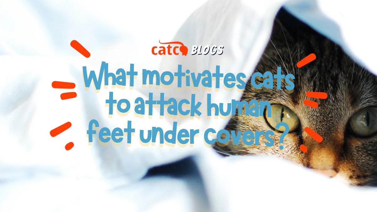 What Motivates Cats to Attack Human Feet Under Covers? CatCo