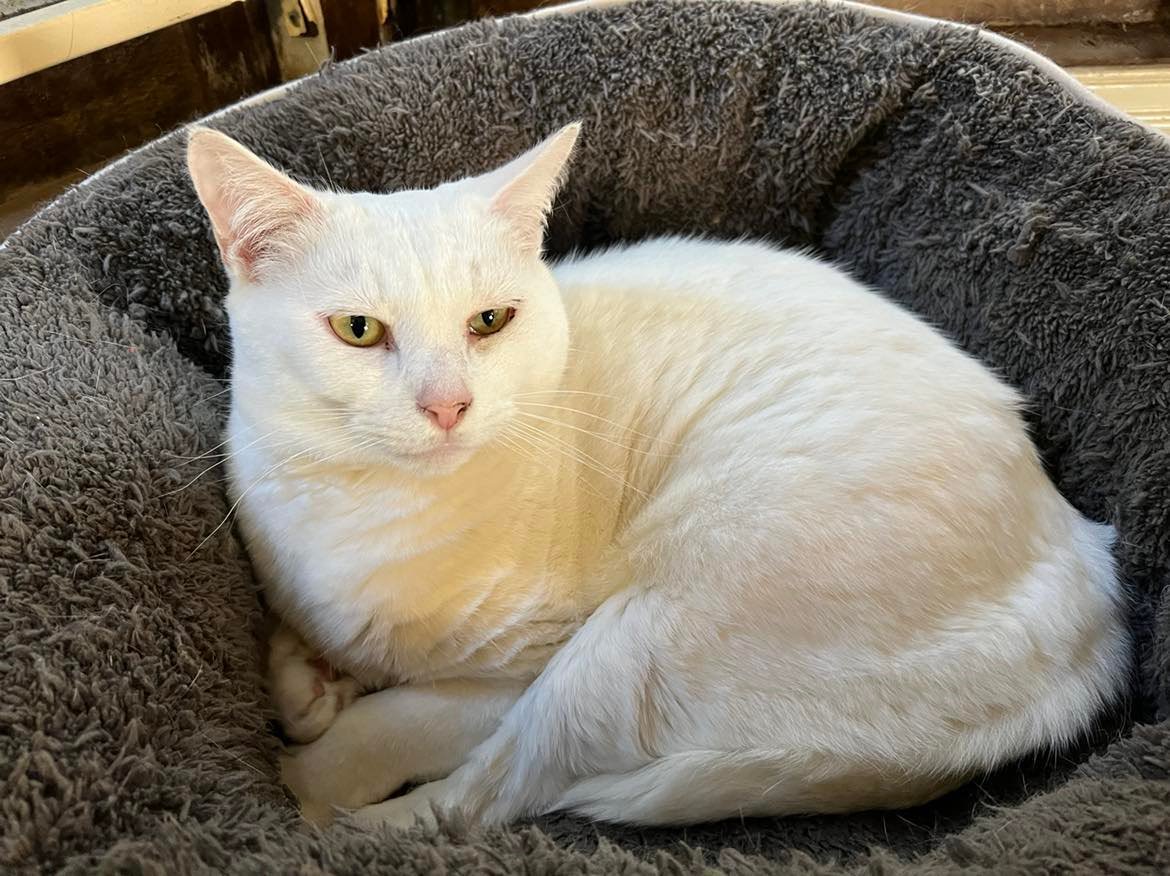 Cream I’m in Foster Care Cat Cuddle Cafe Brisbane