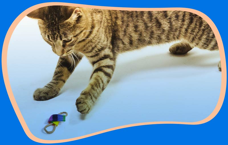 Cats In Action Cat Dancer Products