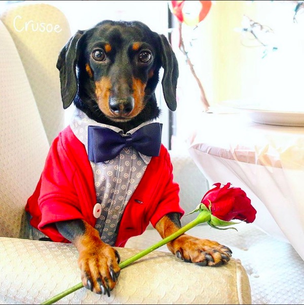 What Dog Has The Most Followers On Instagram