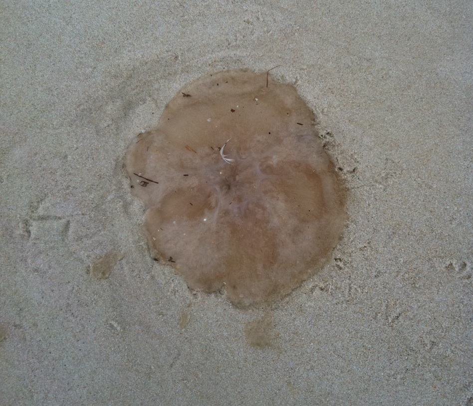 How Long Can Jellyfish Sting After They Are Dead?” | Caterpickles
