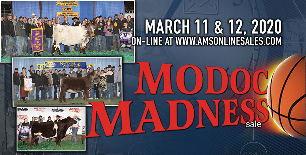 Sales Cates Farms Shorthorn Cattle in Modoc, Indiana