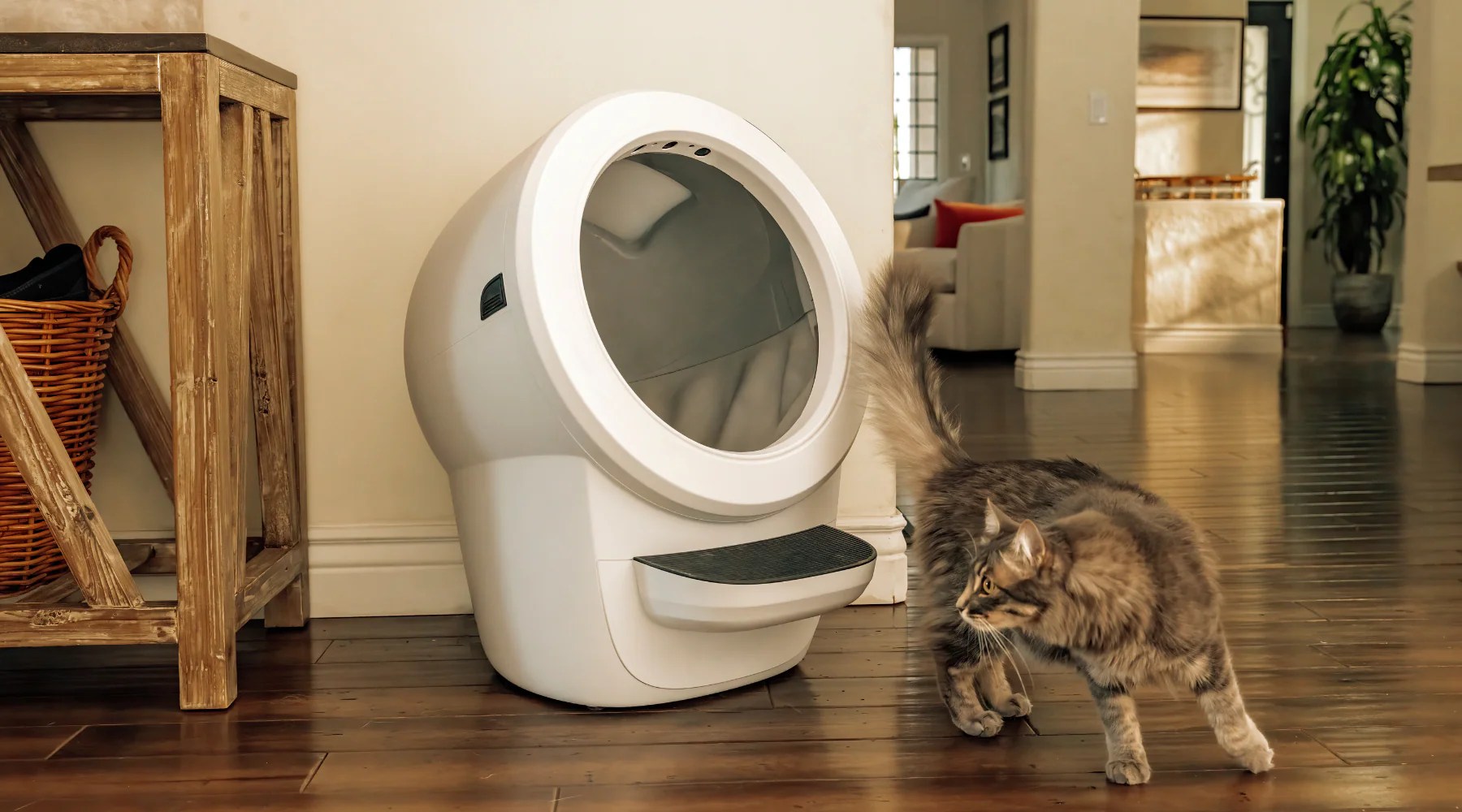 LitterRobot™ 4 Pros & Cons Cat Evolution