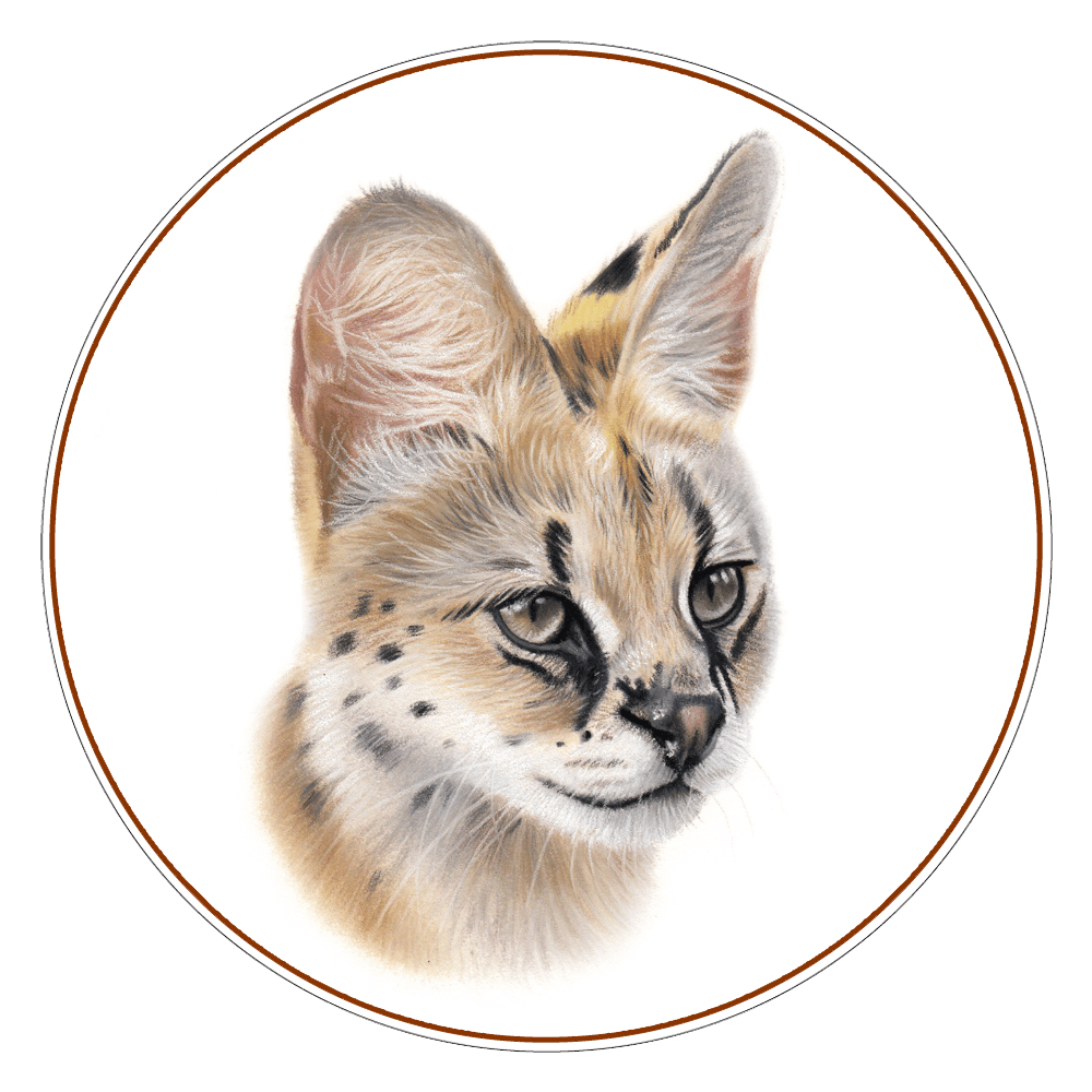 Serval Cat Expeditions Ethical Wild Cat Photo Tours