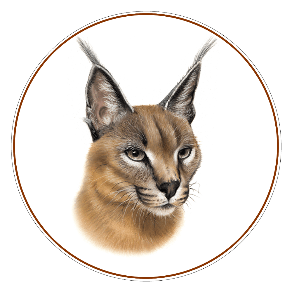 caracal cat price malaysia Wendi Pham