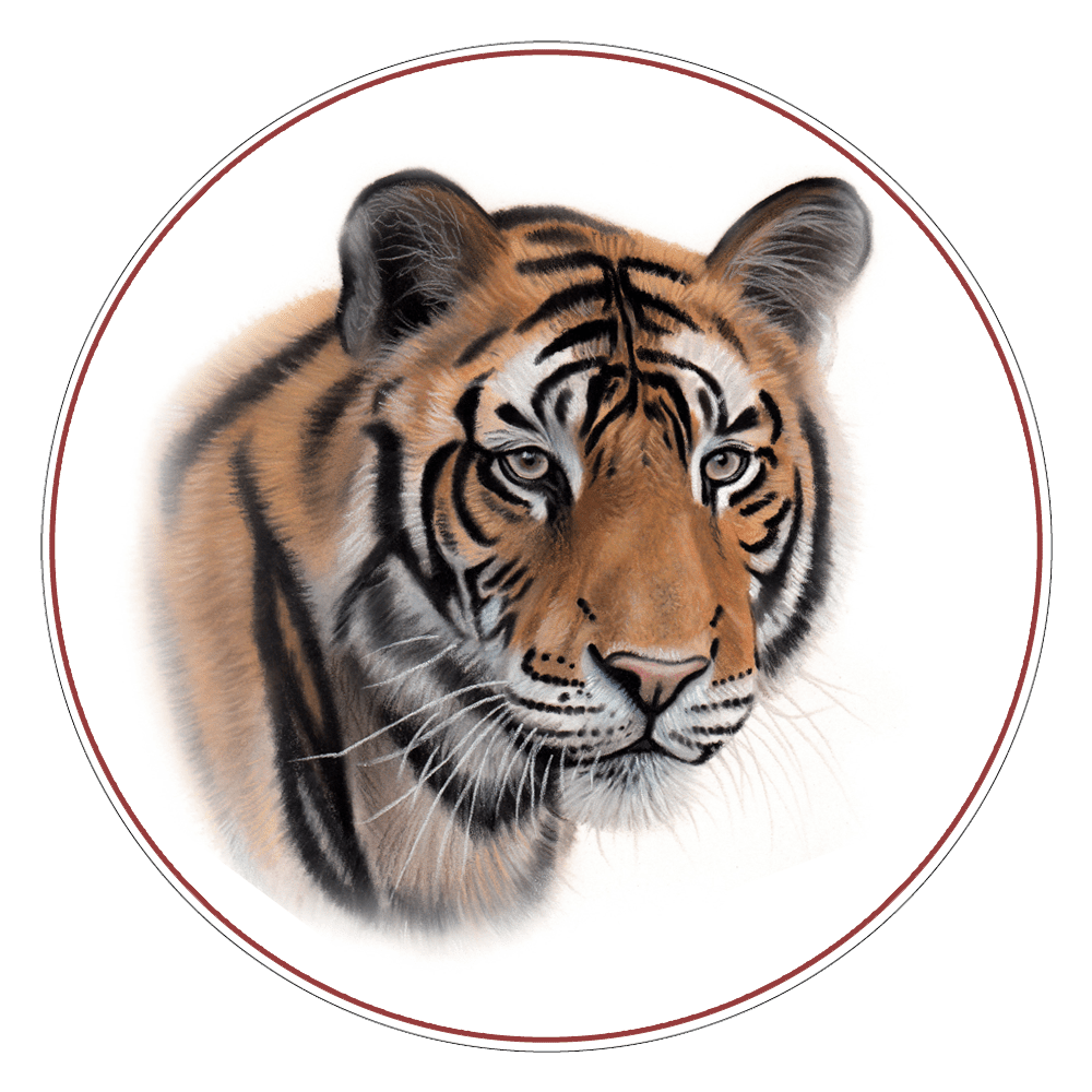 Tiger Cat Expeditions Ethical Wild Cat Photo Tours