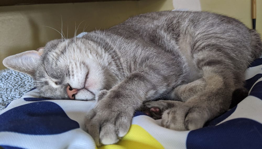 Why Do Cats Sleep With Their Tongues Out? Cat Explore