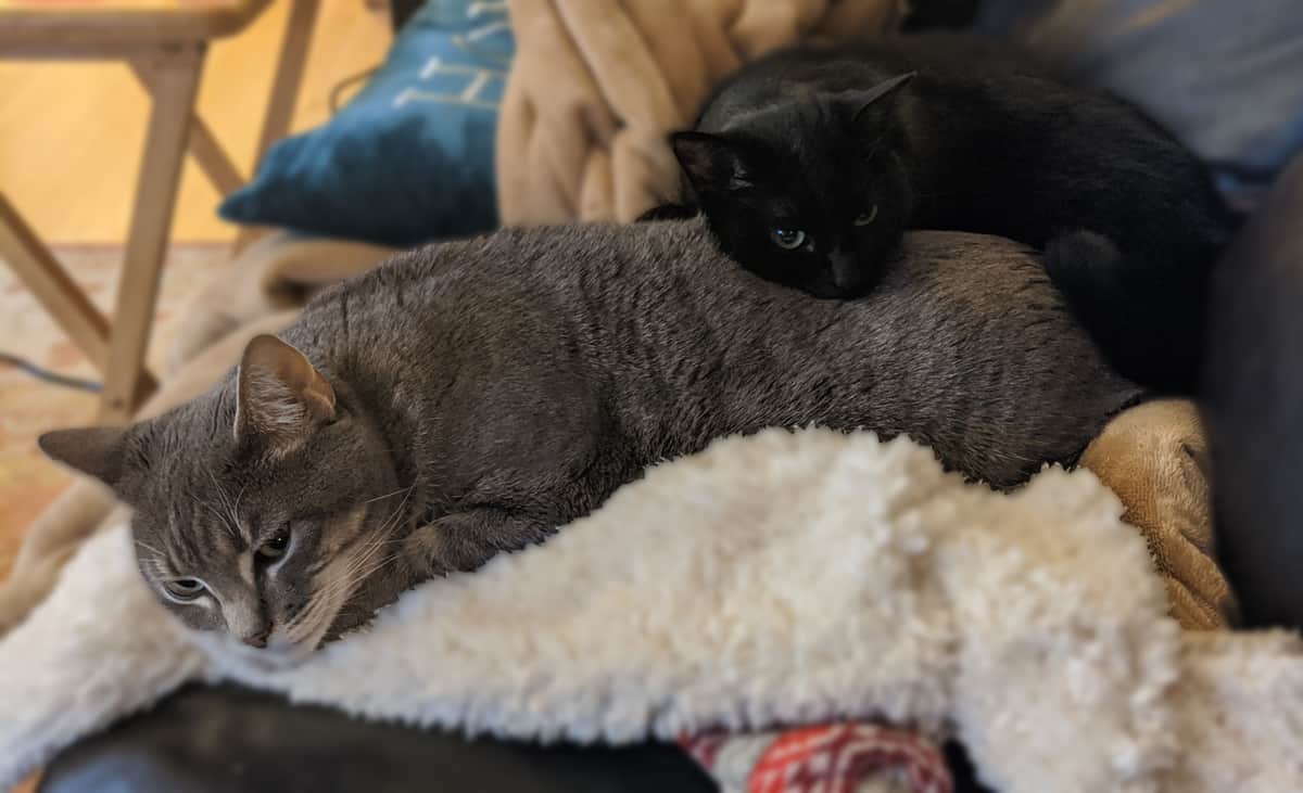 Do Cats Sleep More in Winter? Cat Explore