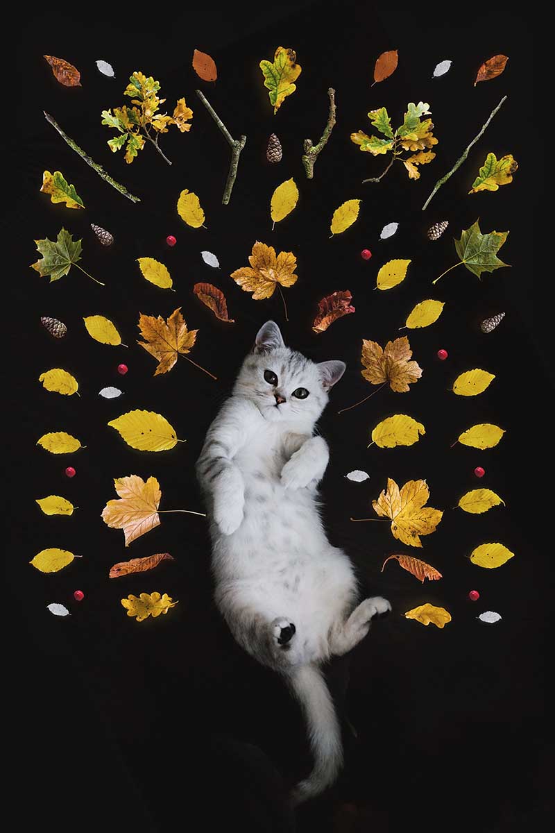 How Long Does It Take for a Cat to Cat Fancy Magazine