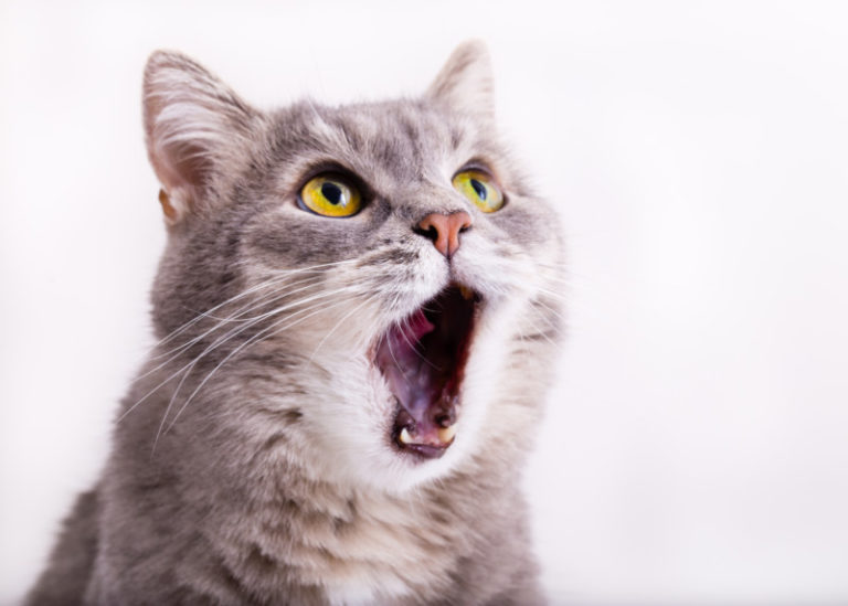 猫の歯の生え変わりの時期と抜ける順番。乳歯と永久歯の見分け方、生え変わりのサインは？ キャットフード勉強会