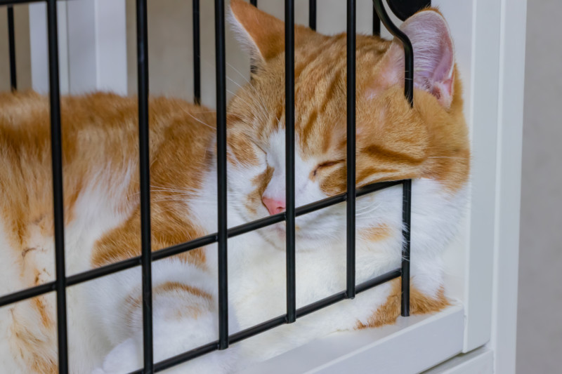 猫のペットホテルの選び方と注意点！料金相場と便利なカメラサービス キャットフード勉強会