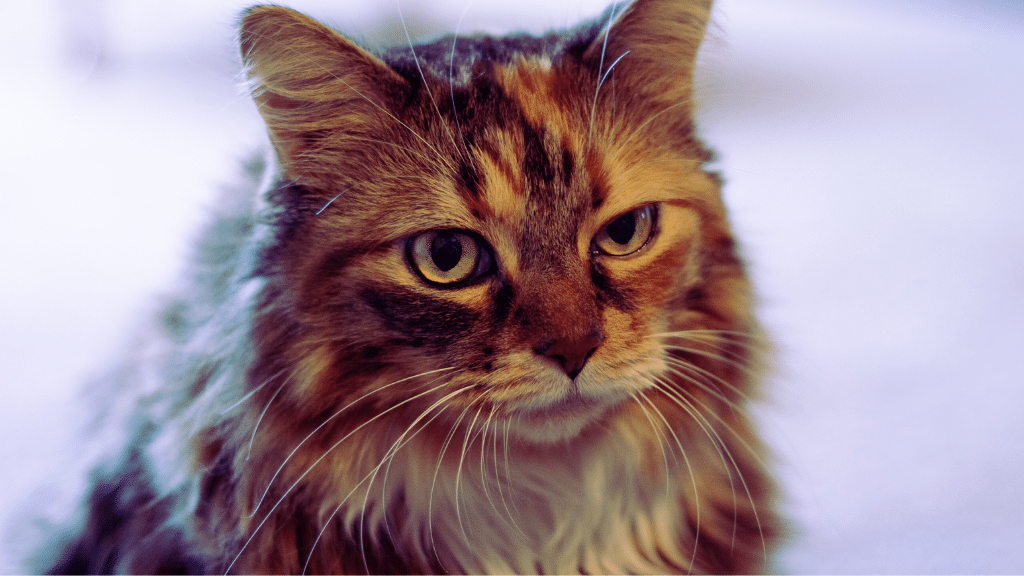 The 8 Best Foods for Older Cats in 2021