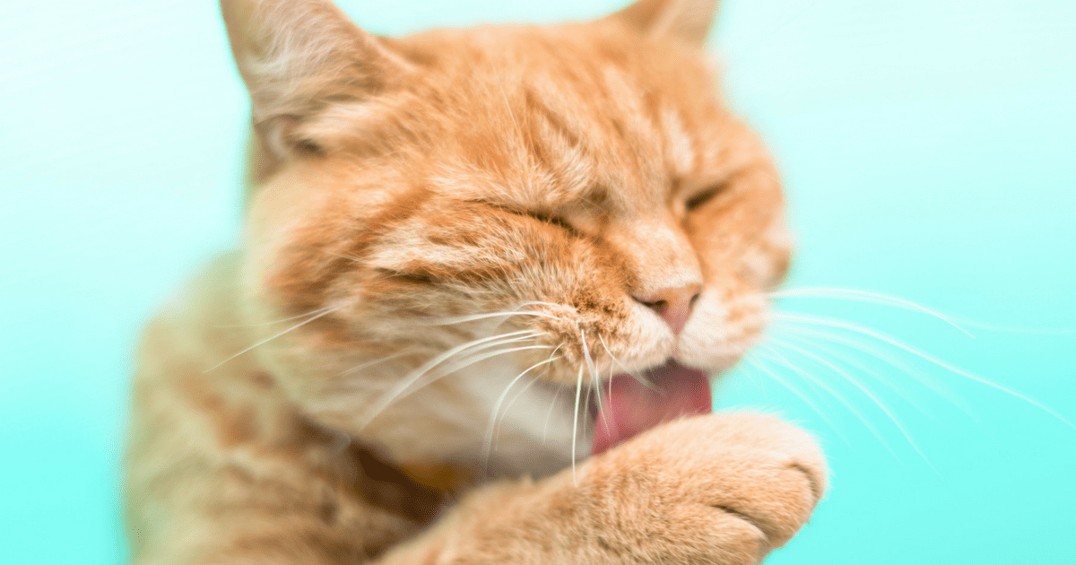 Routine Care & Grooming Your Cat Cat Friendly Homes