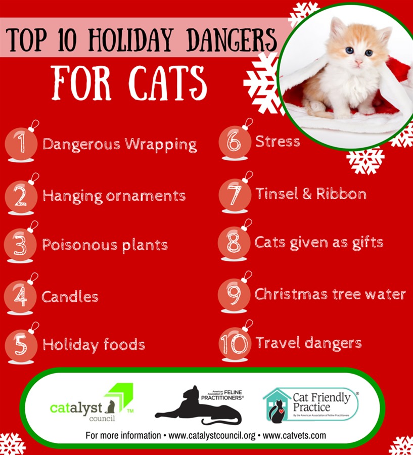 Top 10 Holiday Dangers For Cats The Cat Community