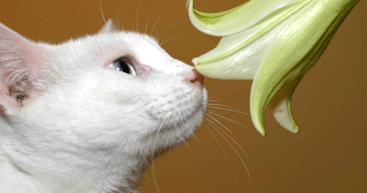 Lilies Are Highly Toxic To Your Cat - Cat Friendly Homes