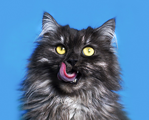 Hairballs - Cat Friendly Homes