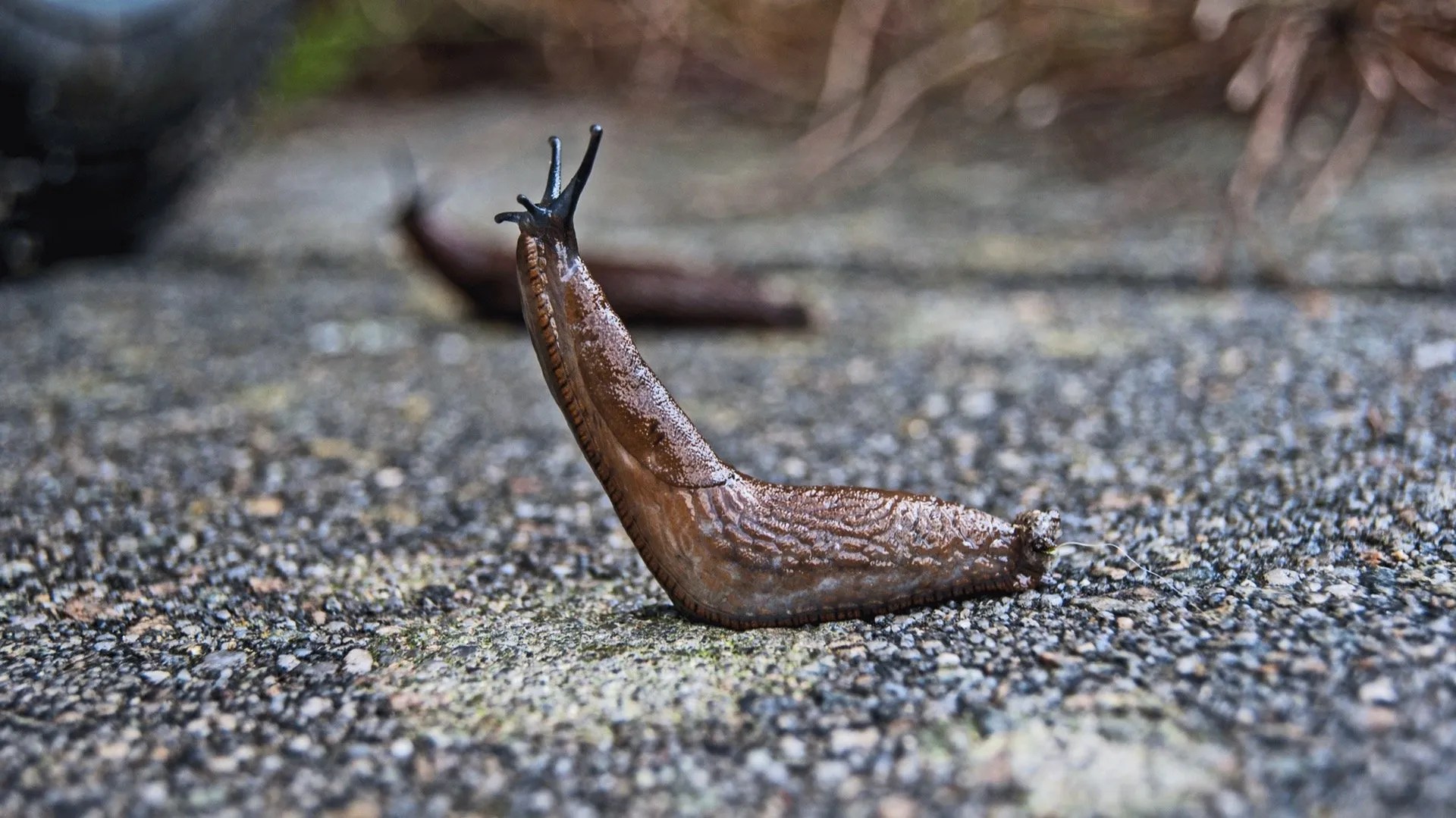 Remember, Sales is all about the Slugs! Catherine Watkin Selling