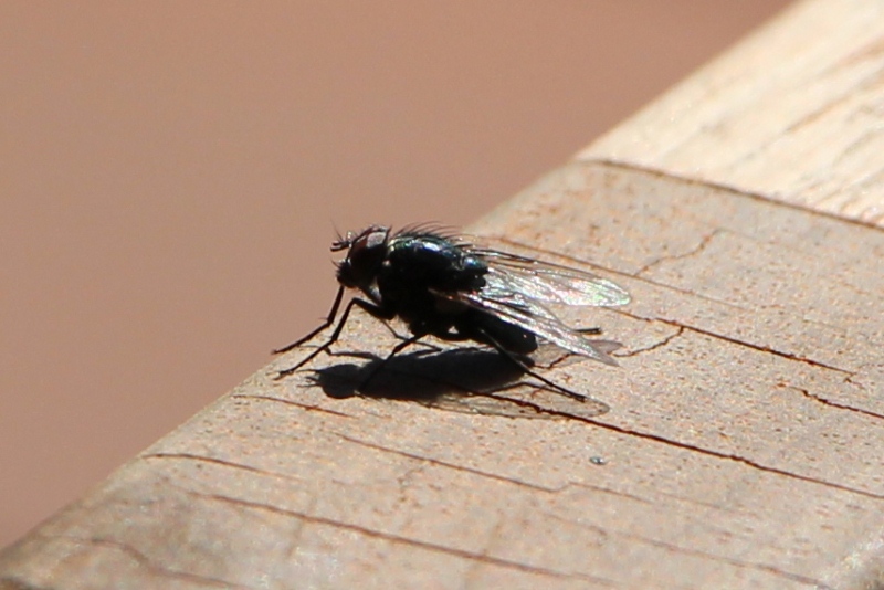 The Country Diary of a GenX Woman The flies have disappeared