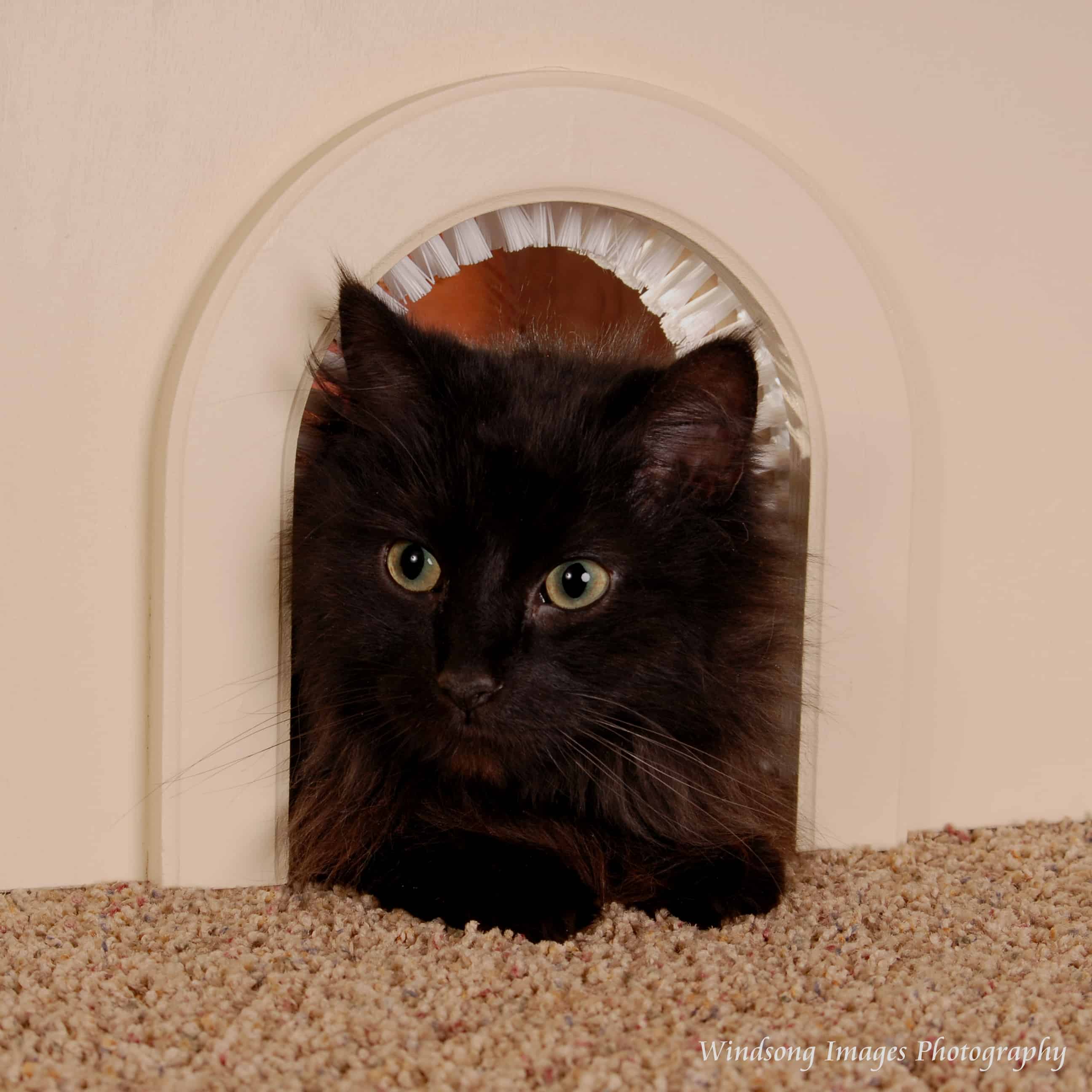 CATHOLE™ The Cat Door with a Brush CATHOLE