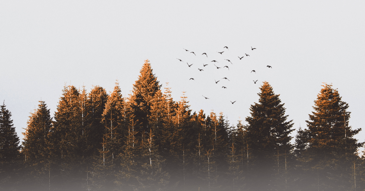 Ten Commandments for the Environment Catholic Rural Life