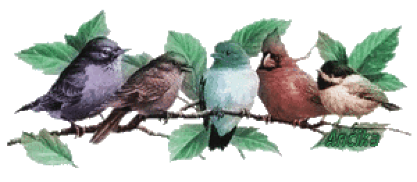 oiseau en gifs