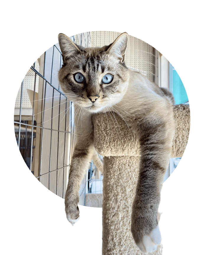 The Cat House Hotel® AwardWinning Hotel For Cats Extended Stays