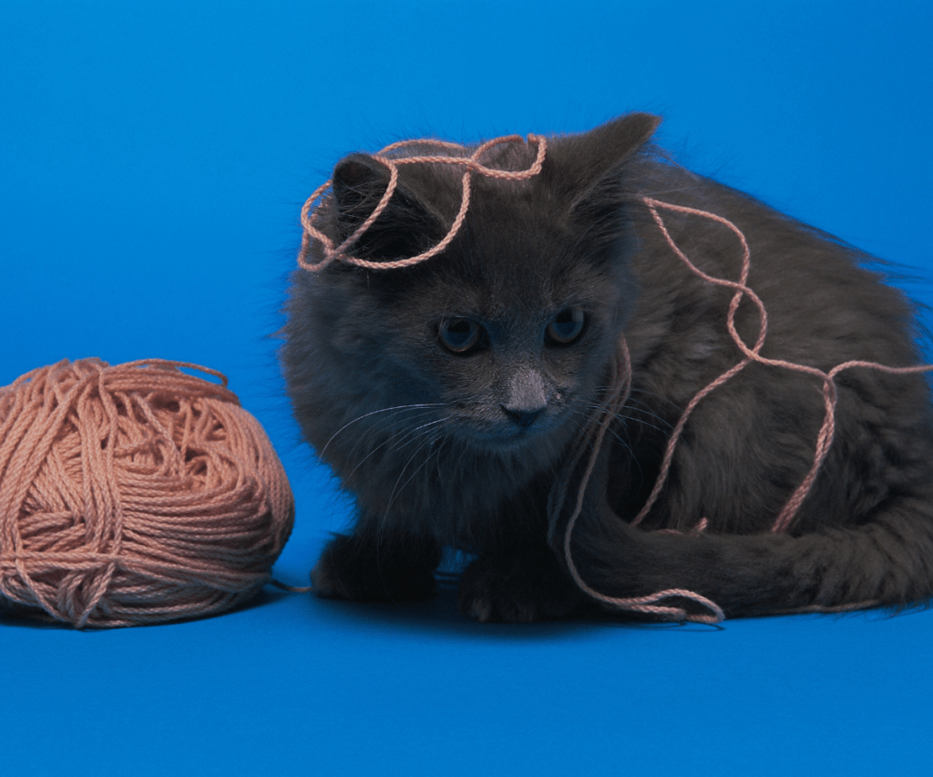 Why Do Cats Like String and Is It Safe for Play?