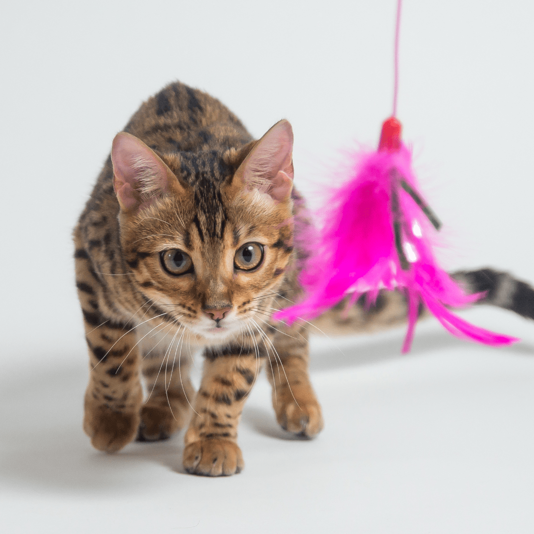 15 Best Toys for Cats Home Alone to Avoid Boredom