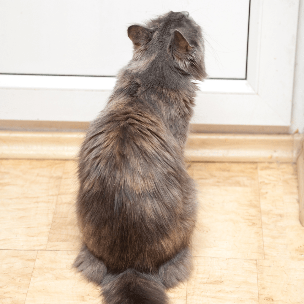 How to Keep a Cat Off Your Bed at Night So You Can Sleep