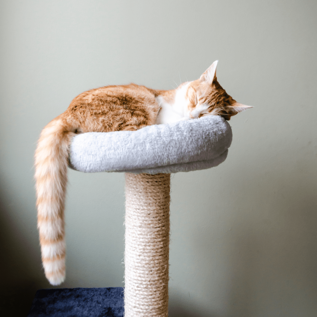 How to Keep a Cat Off Your Bed at Night So You Can Sleep