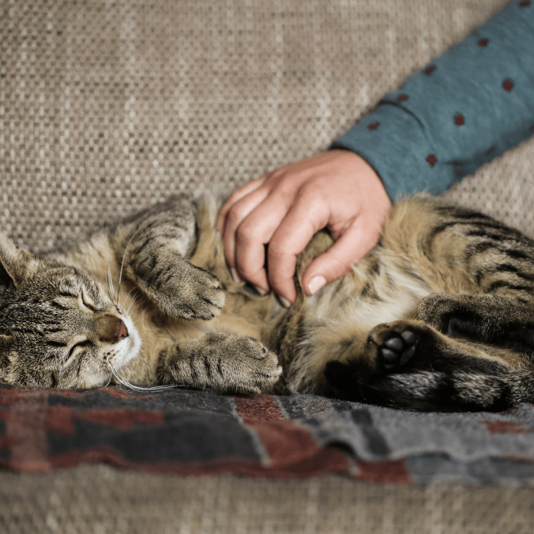 Can Cats Be Ticklish and What Areas Are Good for Tickling