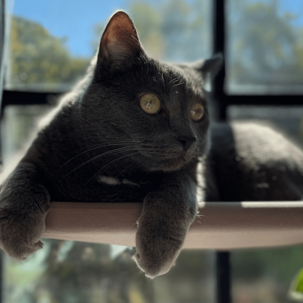 How to Keep a Cat Off Your Bed at Night So You Can Sleep