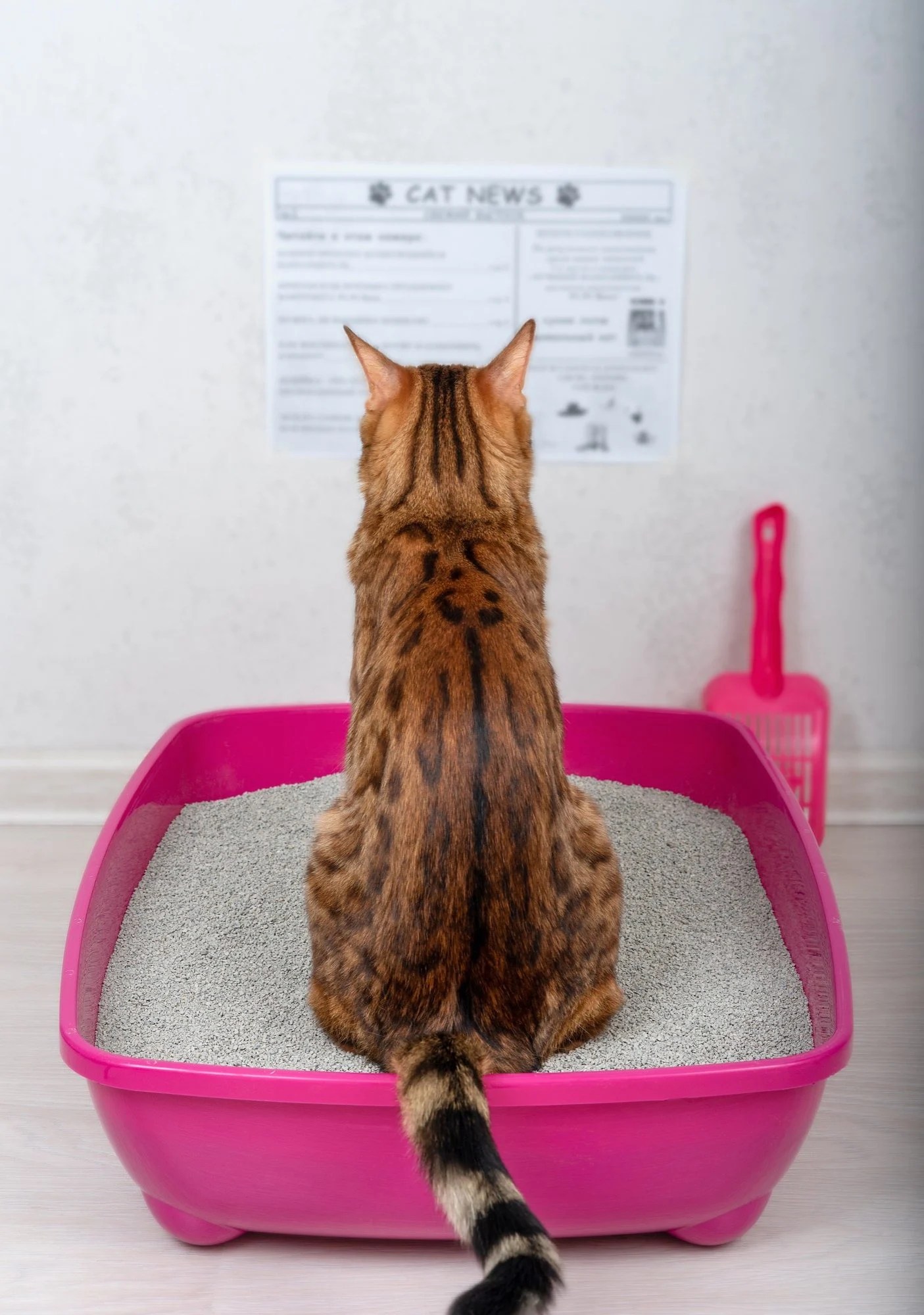 Why is my older cat not using litter box? Cathy M. Rosenthal