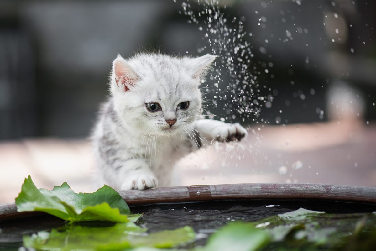 Why Don T Cats Like To Be Wet at Jose Chalker blog