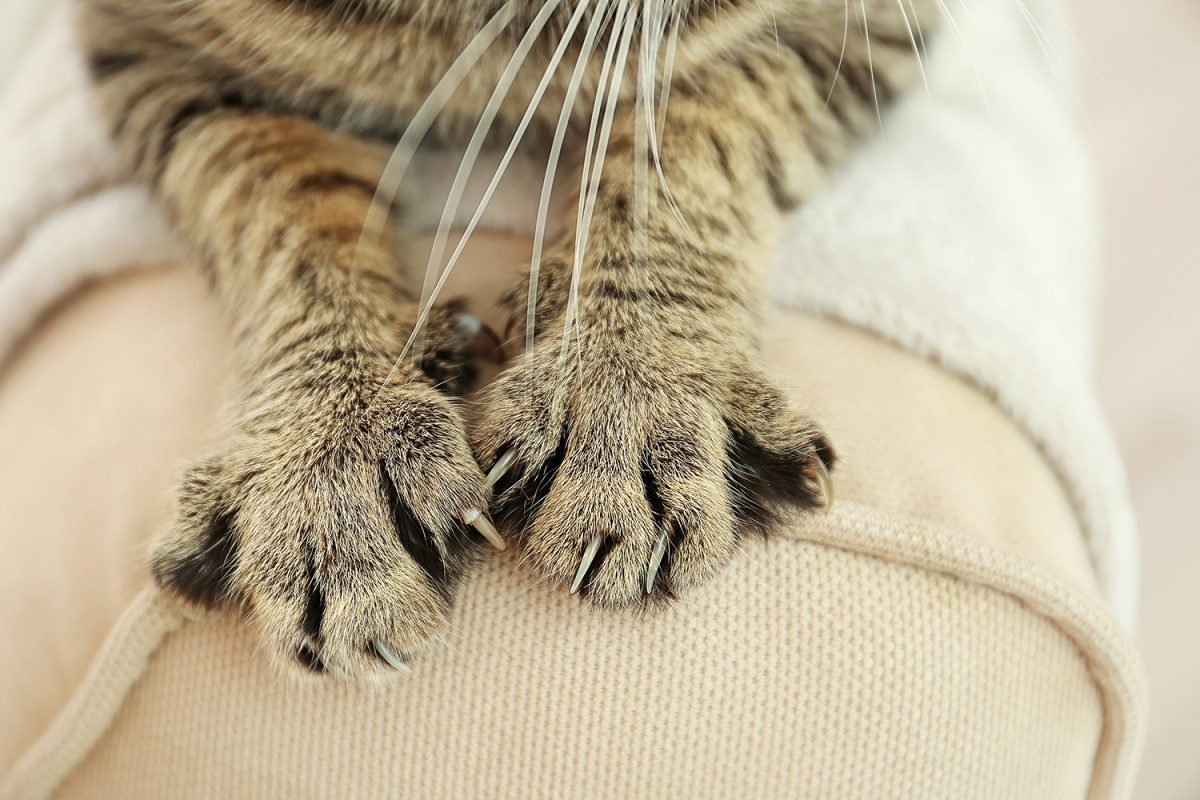 Why do cats scratch the furniture?