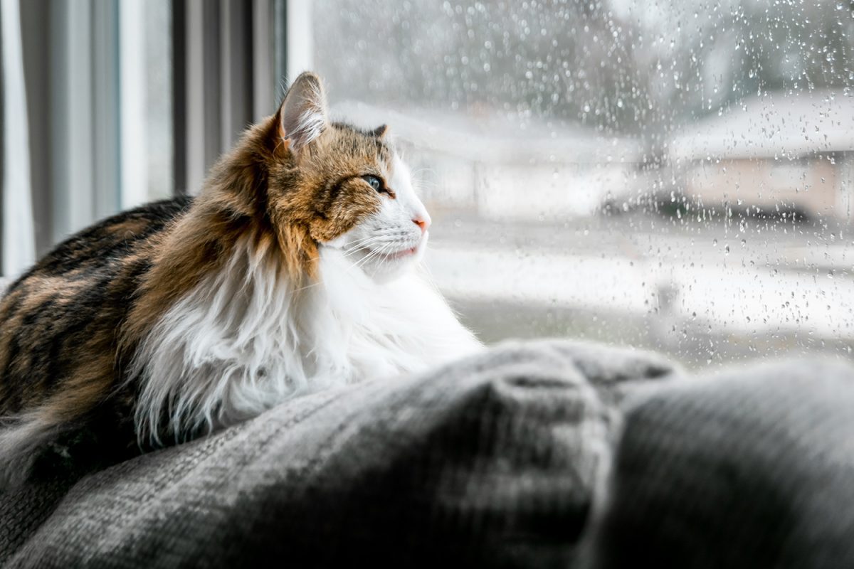 Going Back to Work? How to Manage Your Cat’s Separation Anxiety