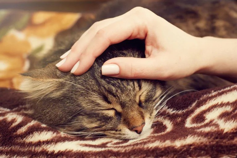 10 Gründe, warum Du einen Katzensitter engagieren solltest!
