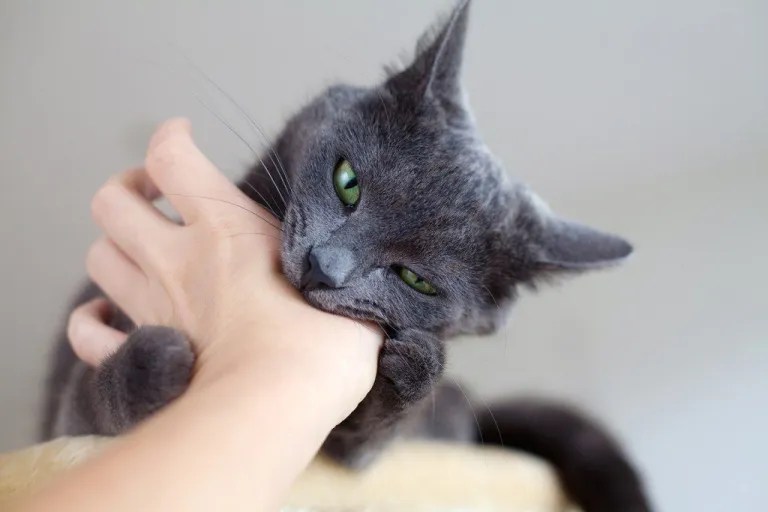 Meine Katze beißt was kann ich tun?