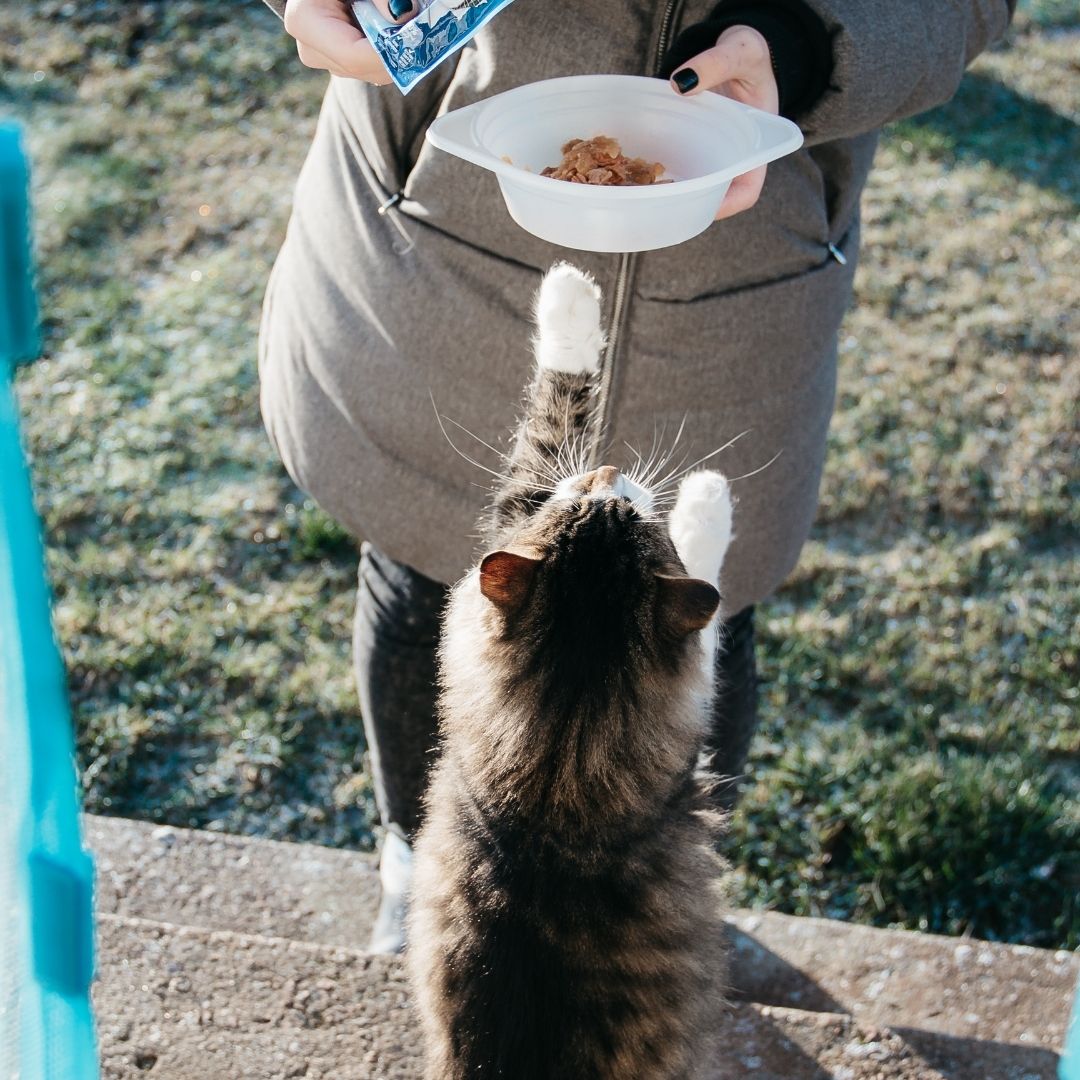 Can Cats Get Bored of Their Food? When Should I Change My Cat’s Food