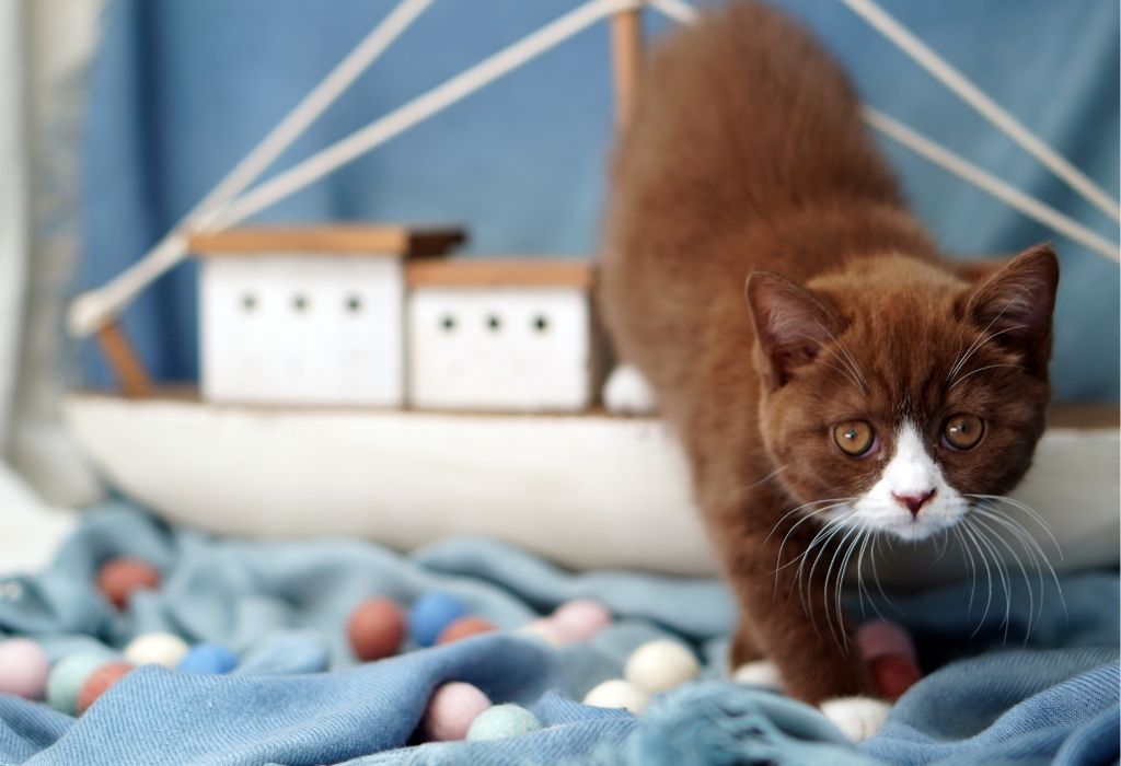 Cats and Spraying Why Cats Spray and the Best Ways to Tackle It