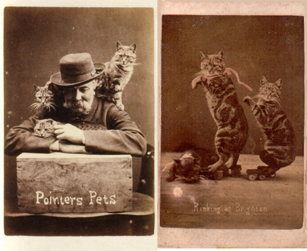 OMG! 19th Century Cat Memes! The Catington Post