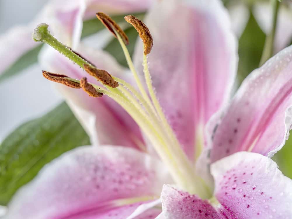 Are Stargazer Lilies Poisonous To Cats And Dogs