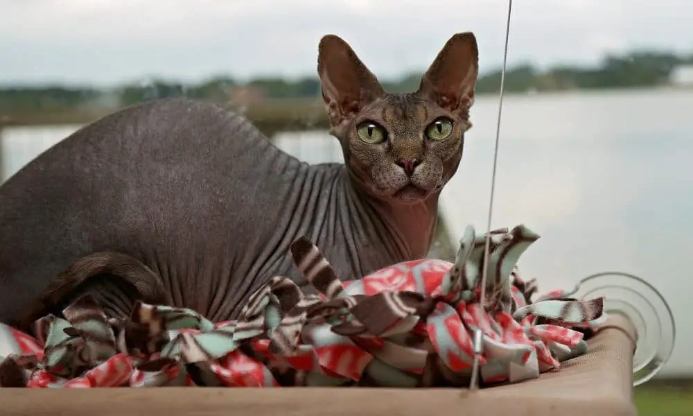 How To Make A SuperEasy NoSew Cat Bed The Catington Post