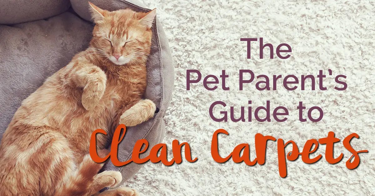 The Pet Parent’s Guide to Clean Carpets
