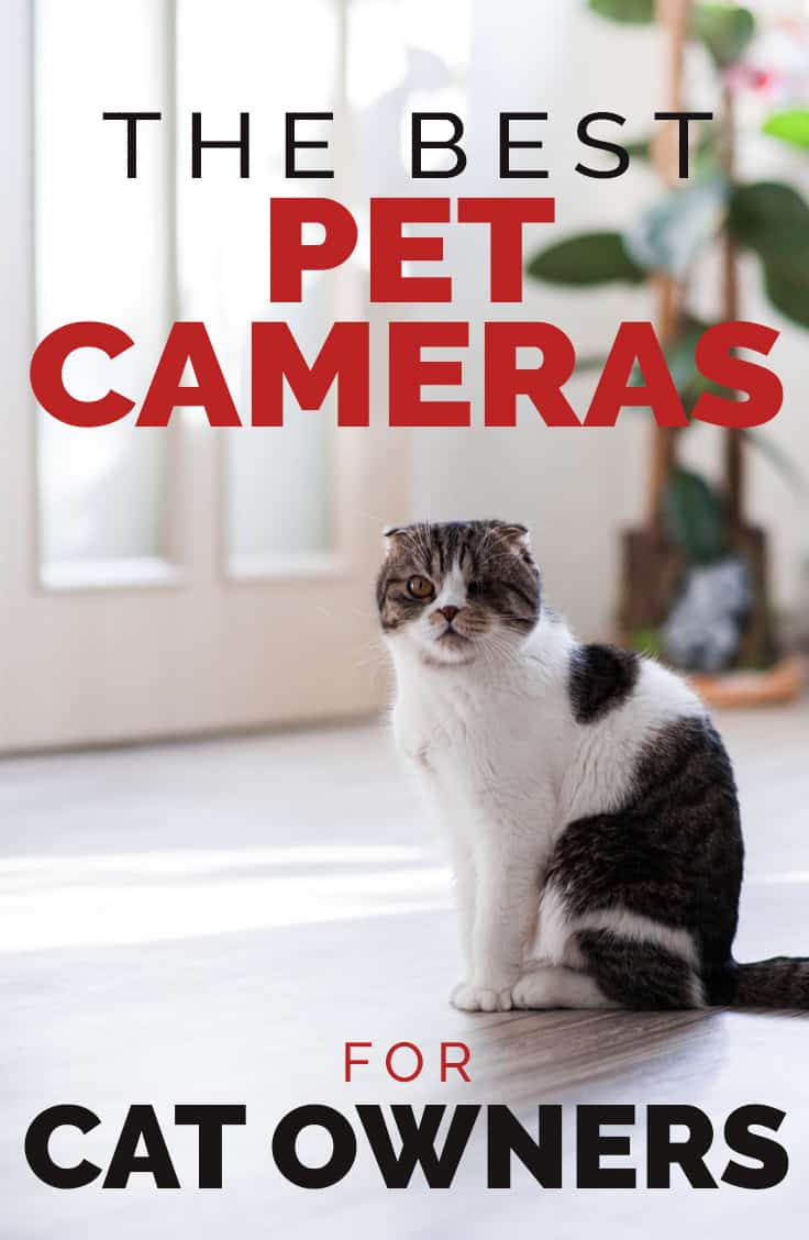 BEST CAMERAS CAT The Catington Post